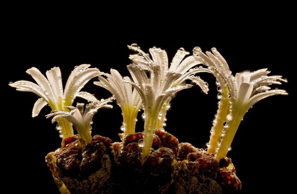 𝘊𝘰𝘯𝘰𝘱𝘩𝘺𝘵𝘶𝘮𝘴 Popping