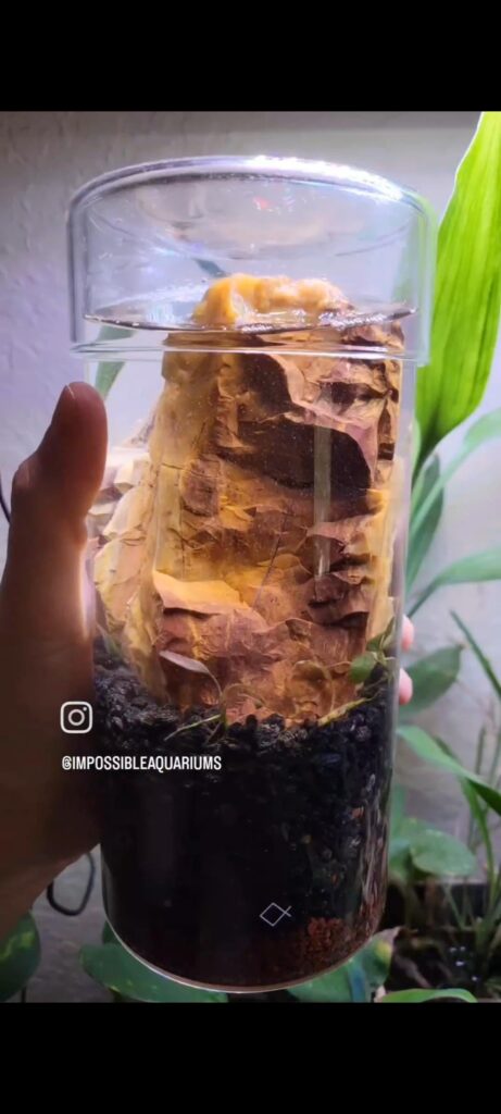 What would you have done differently? From buce jar to tiny scud-snail jarrarium. What would you have done differently? From buce jar to tiny scud-snail jarrarium.