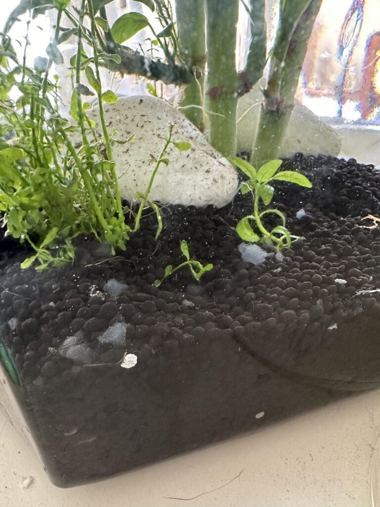 Biofilm?