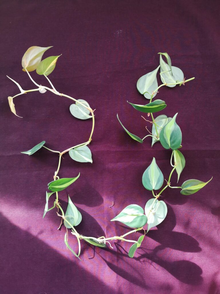 Eeee i finally managed to get a cutting, please help with advice on how to successfully propogate this… Im still learning about plants Eeee i finally managed to get a cutting, please help with advice on how to successfully propogate this... Im still learning about plants