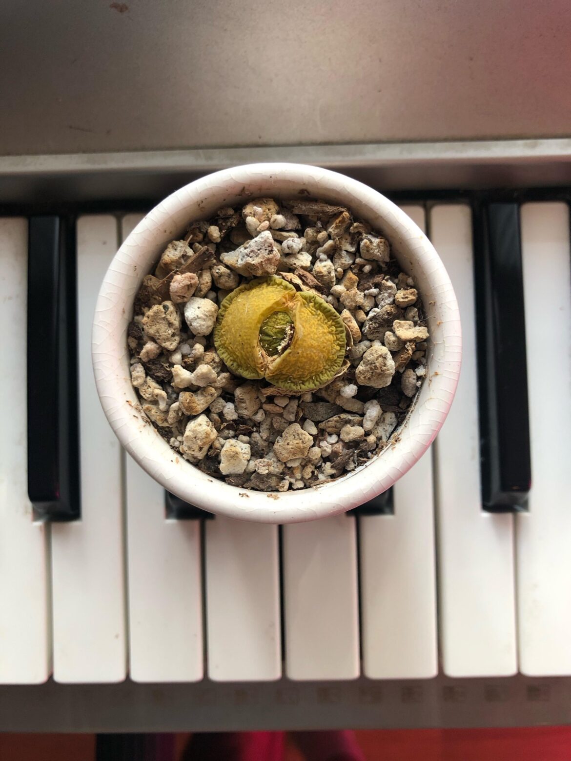 Oh no, I killed it…