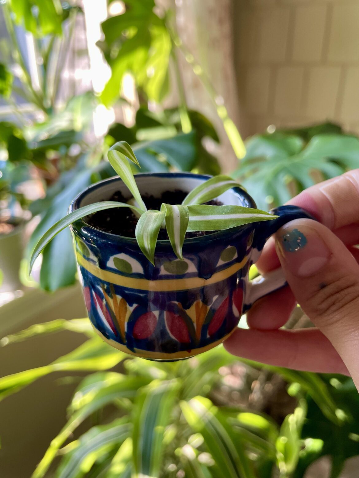 Baby spiders are so precious!