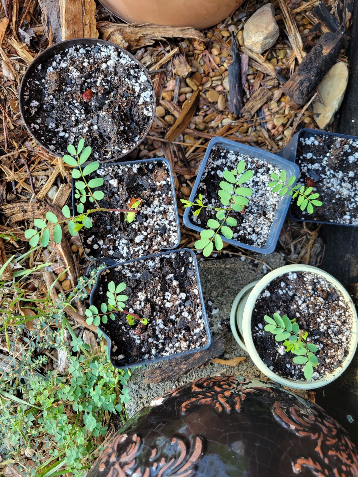 Pride of Barbados seeds – this is what just worked for me Pride of Barbados seeds - this is what just worked for me