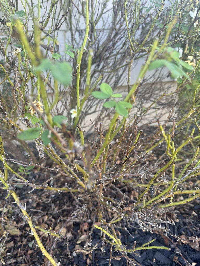 Am I looking at Rose Rosette Disease? Am I looking at Rose Rosette Disease?