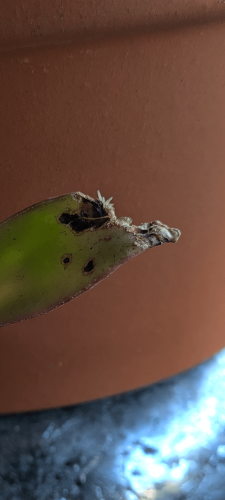 Very surprised this ropey campfire has decided to grow roots. Very pleased though.
