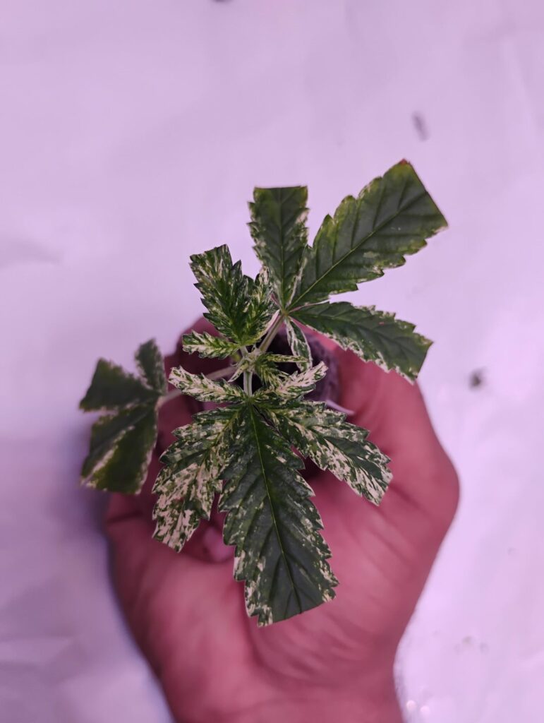 Albo variegated 420 clones