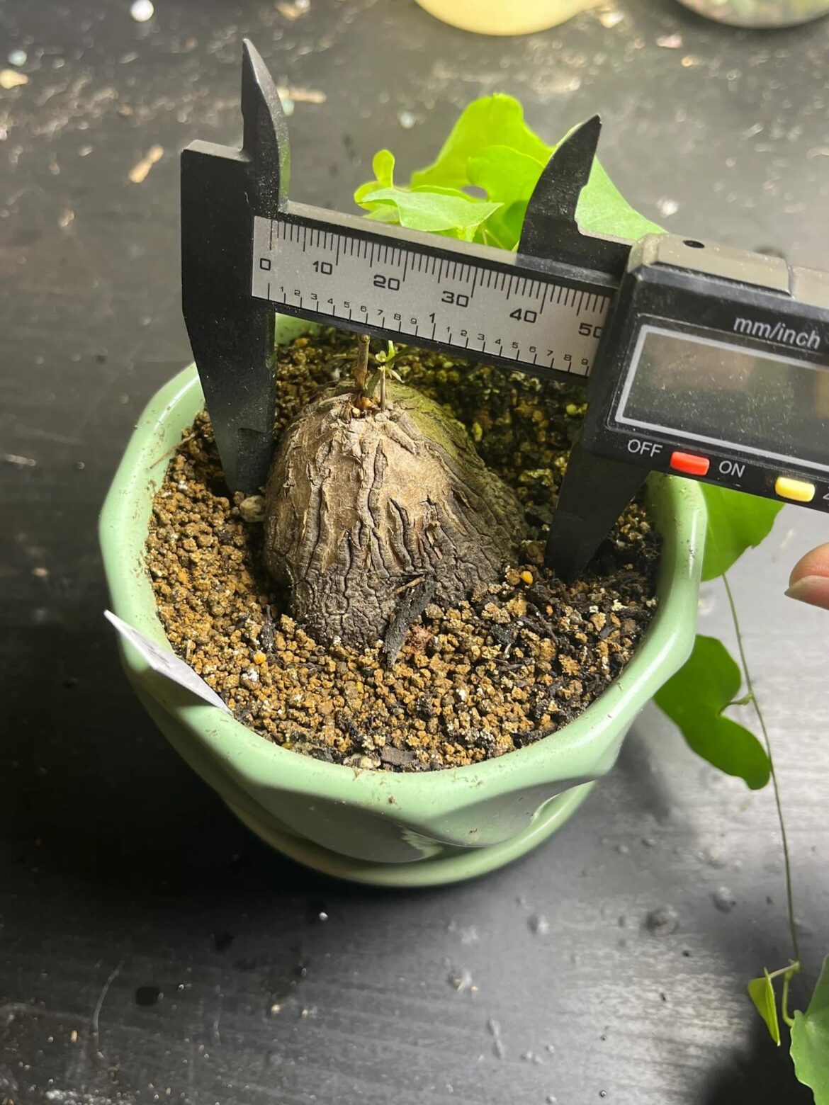 Seller shows this as dioscorea elephantipes. Anyone have more experience with this plant? Seller shows this as dioscorea elephantipes. Anyone have more experience with this plant?
