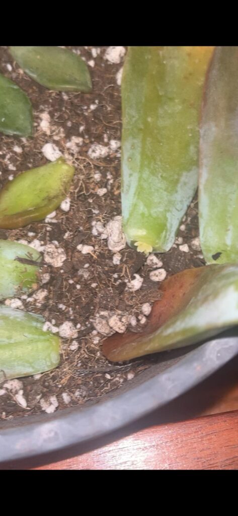5 with roots and one with pup
