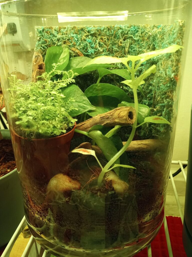 love plants. how does it look>> took the moss background out because it was not real. also, I am going to take the moss/fern ot of the pot.