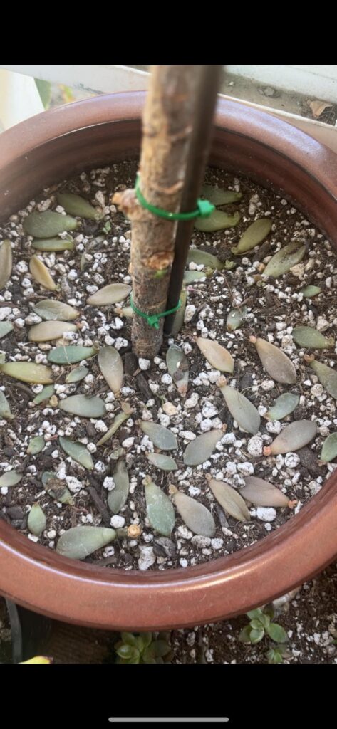 It’s 107 degrees where I live should I give them some water?