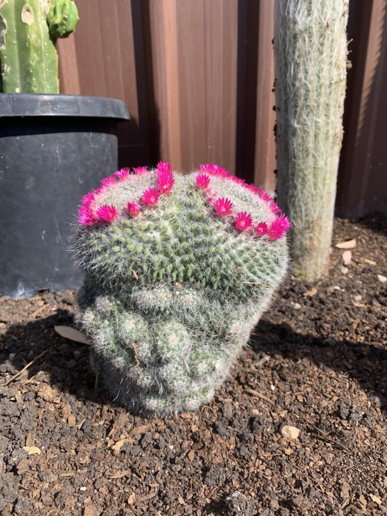 Dichotomous flowering mammillaria