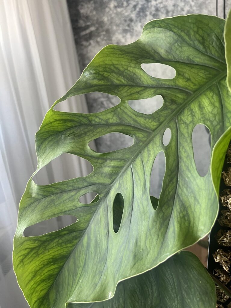 Monstera Dubia – Am I overfertilising? Monstera Dubia - Am I overfertilising?