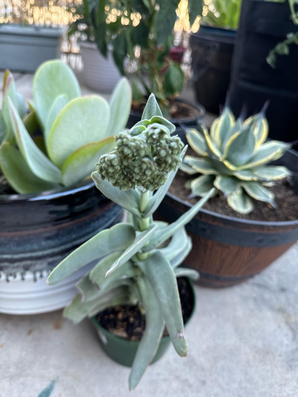 It’s flowering