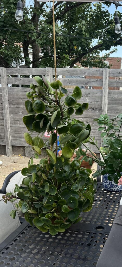 Tips for Pilea Propagation in Soil? Tips for Pilea Propagation in Soil?