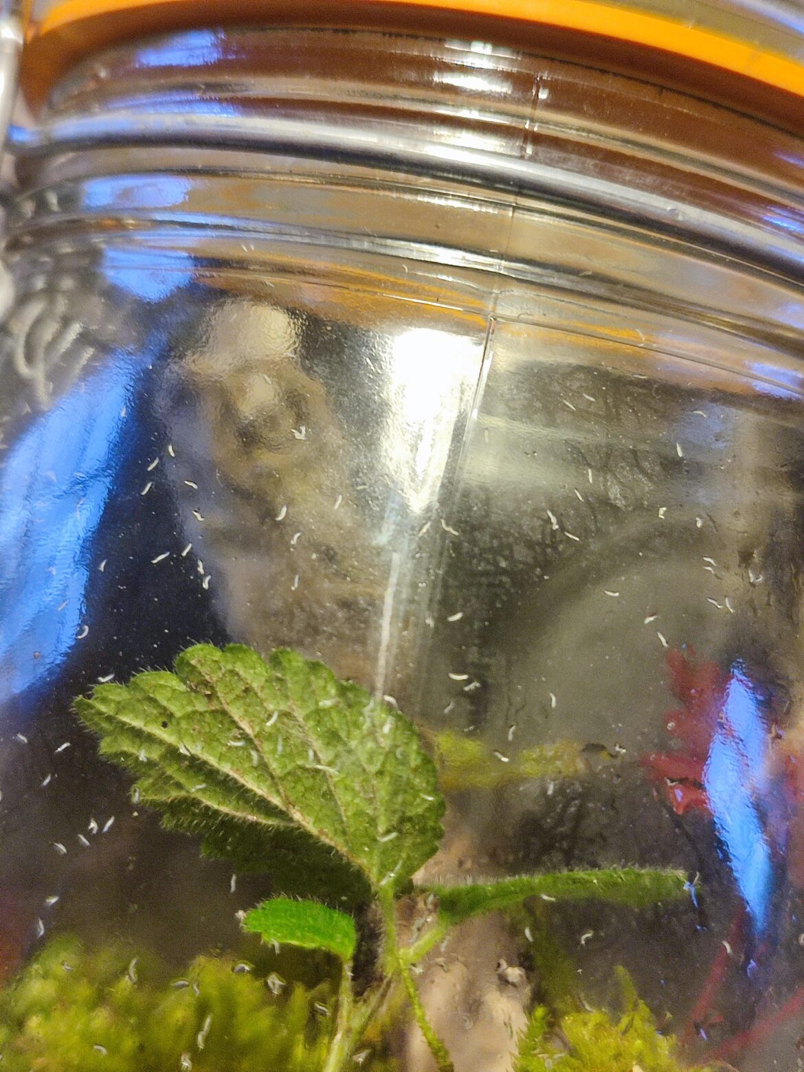 What the fuck are these worms?? 😭