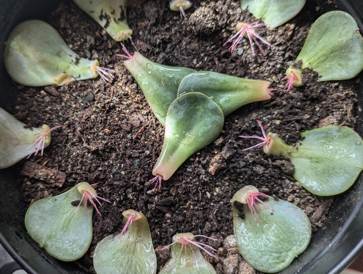 Should I flip them over so the roots are growing down instead of up?