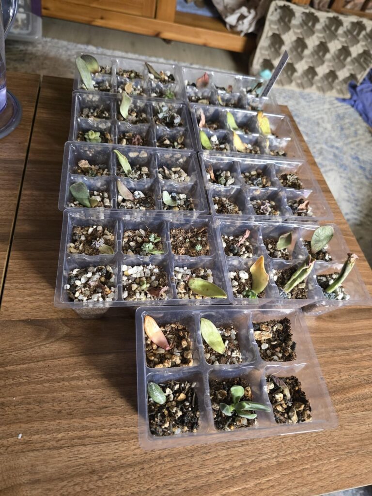 The babies!