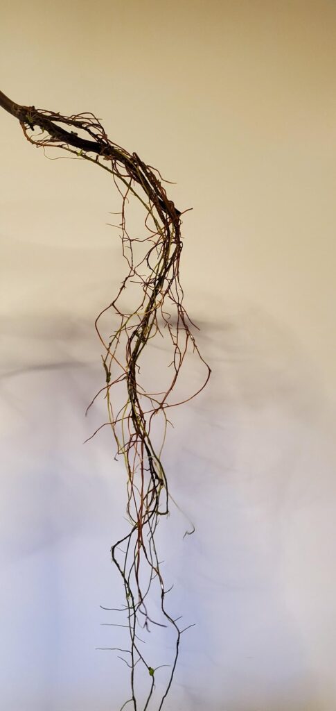 Root!
