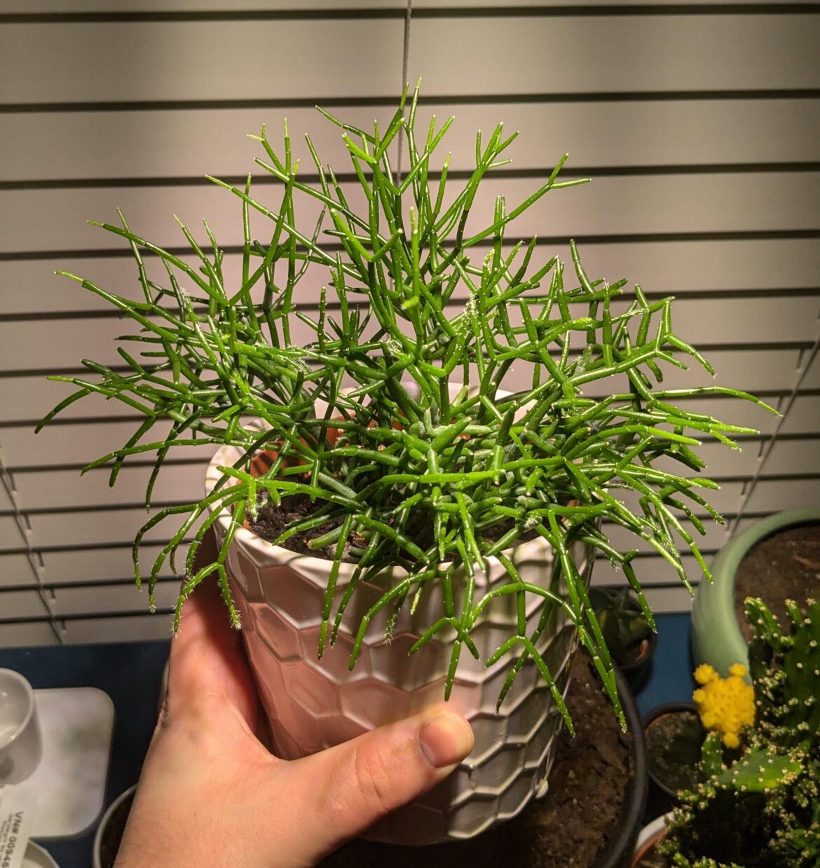 Endangered plants, anyone?