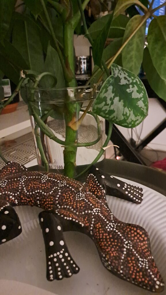 Silver pothos in schefflera propogation