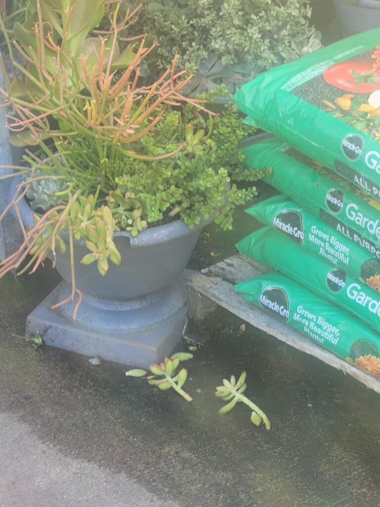 Lucky find