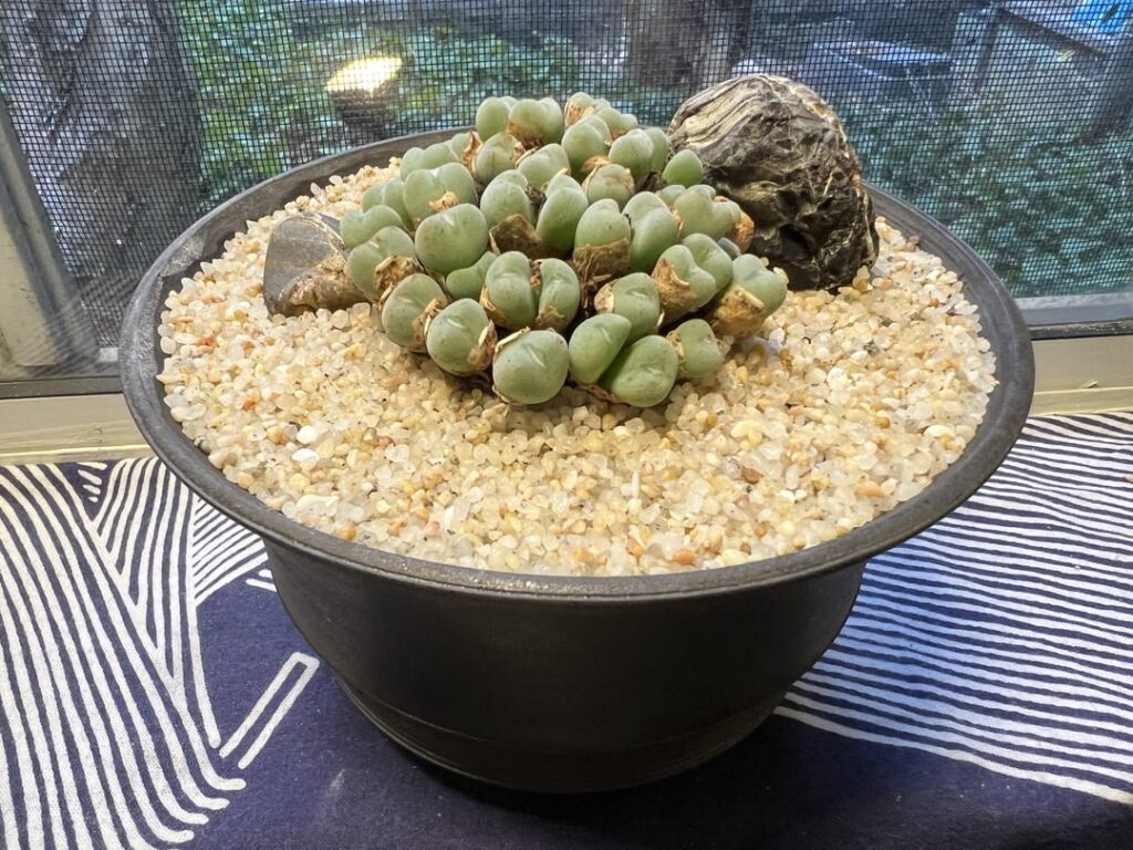 Species? New staging 🪨