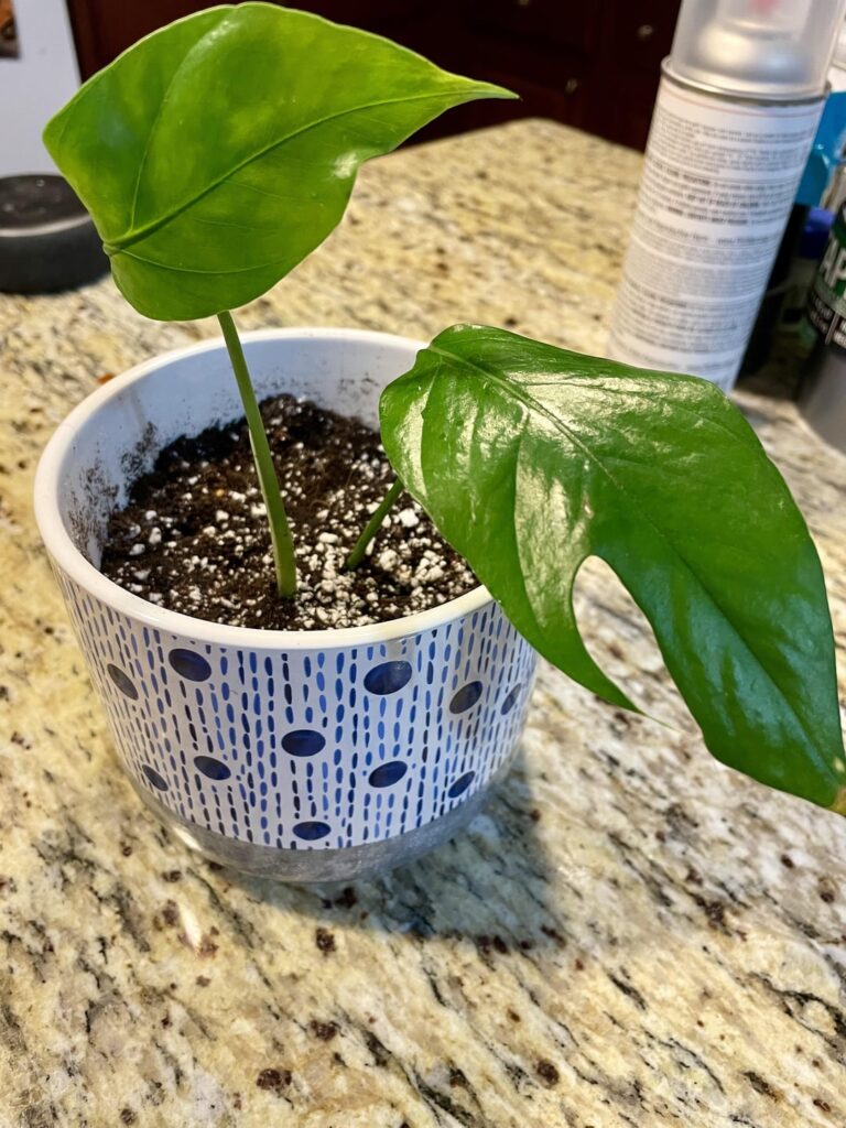 Anyone know what I just propped?