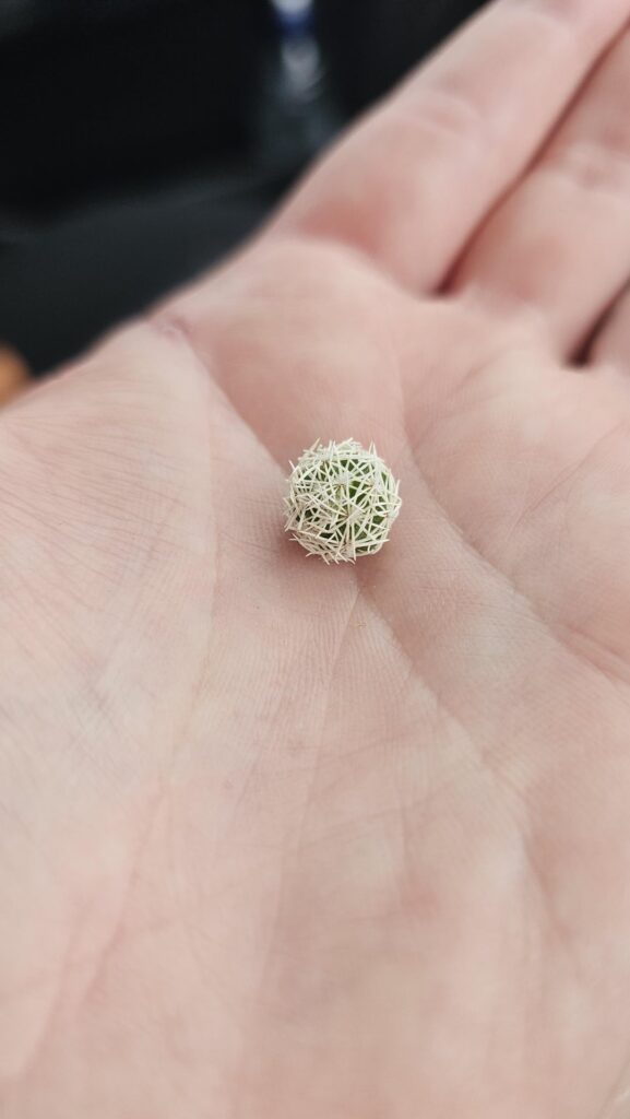 found this tiny spiky baby on the ground