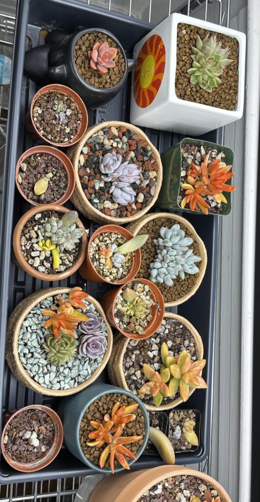 Proplifting pays