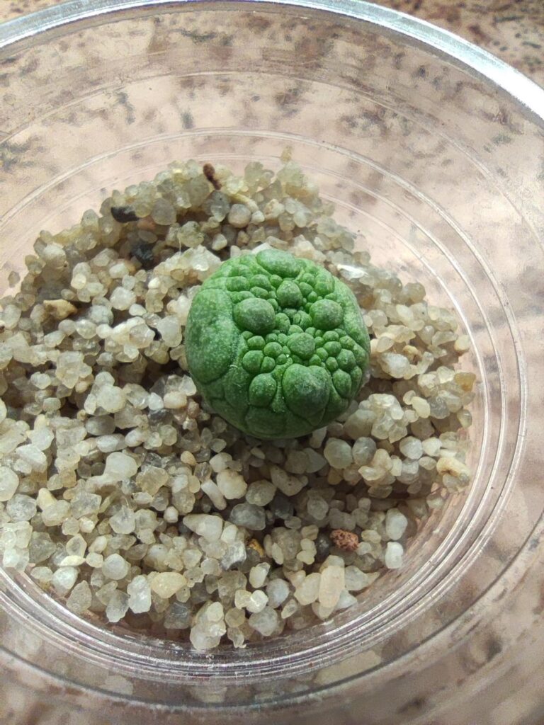 Pseudolithos disease, a dark spot o n the plant body