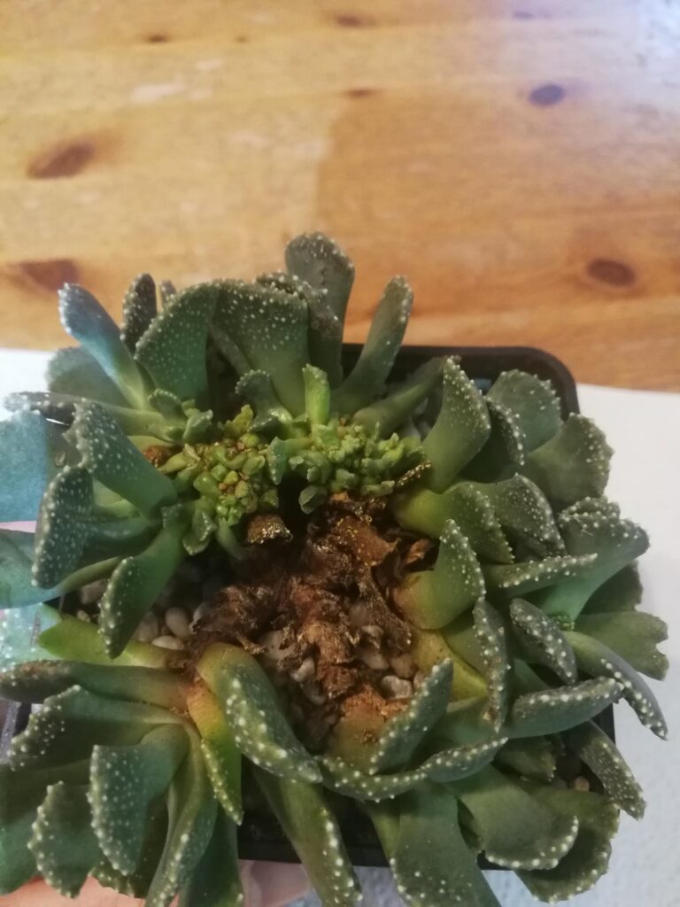 Is this witches broom?