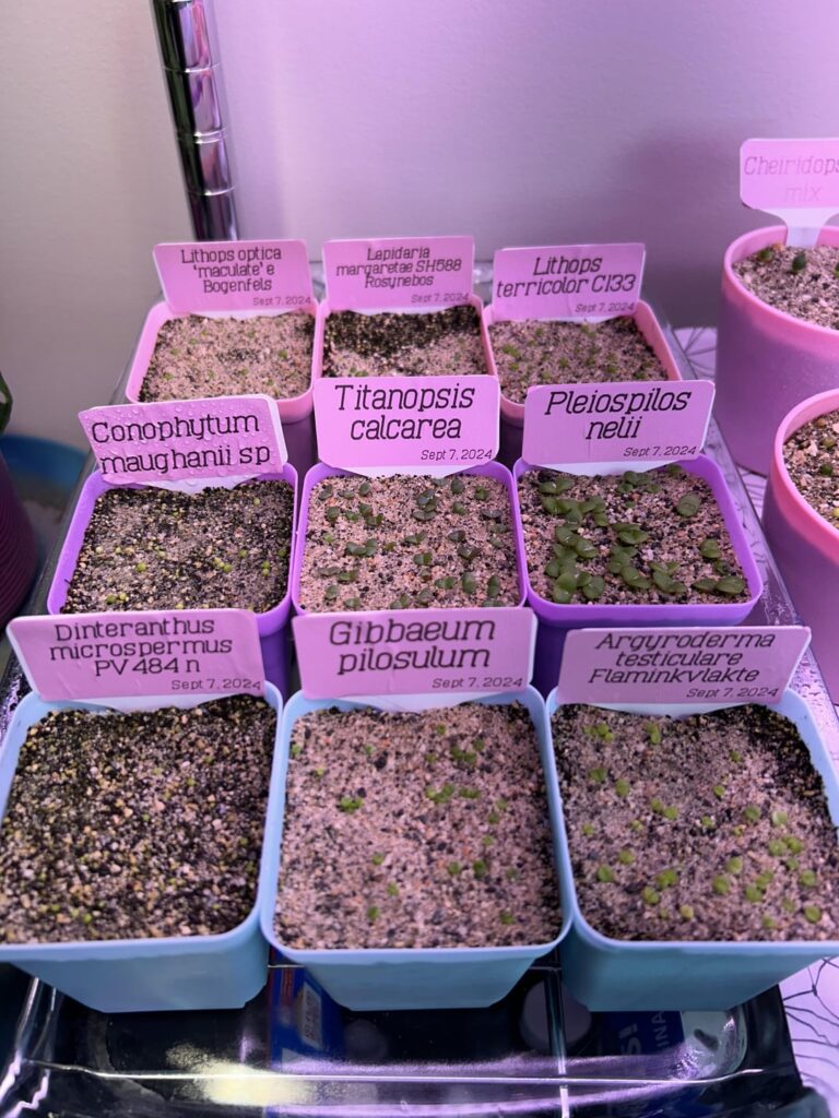 First time growing anything from seed, 19 days old!