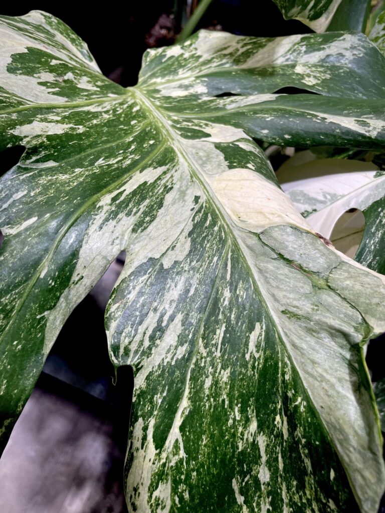 Monstera ‘Masterpiece’