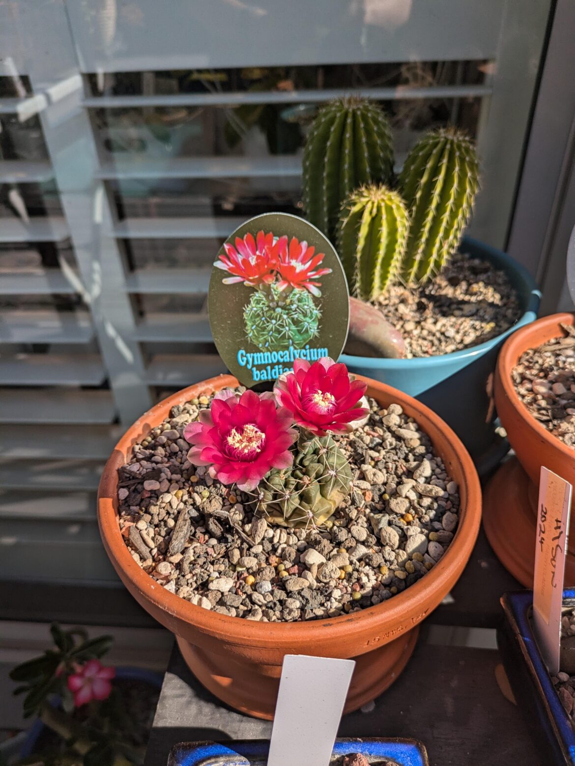 My First Gymno Bloom. 🤗🥳