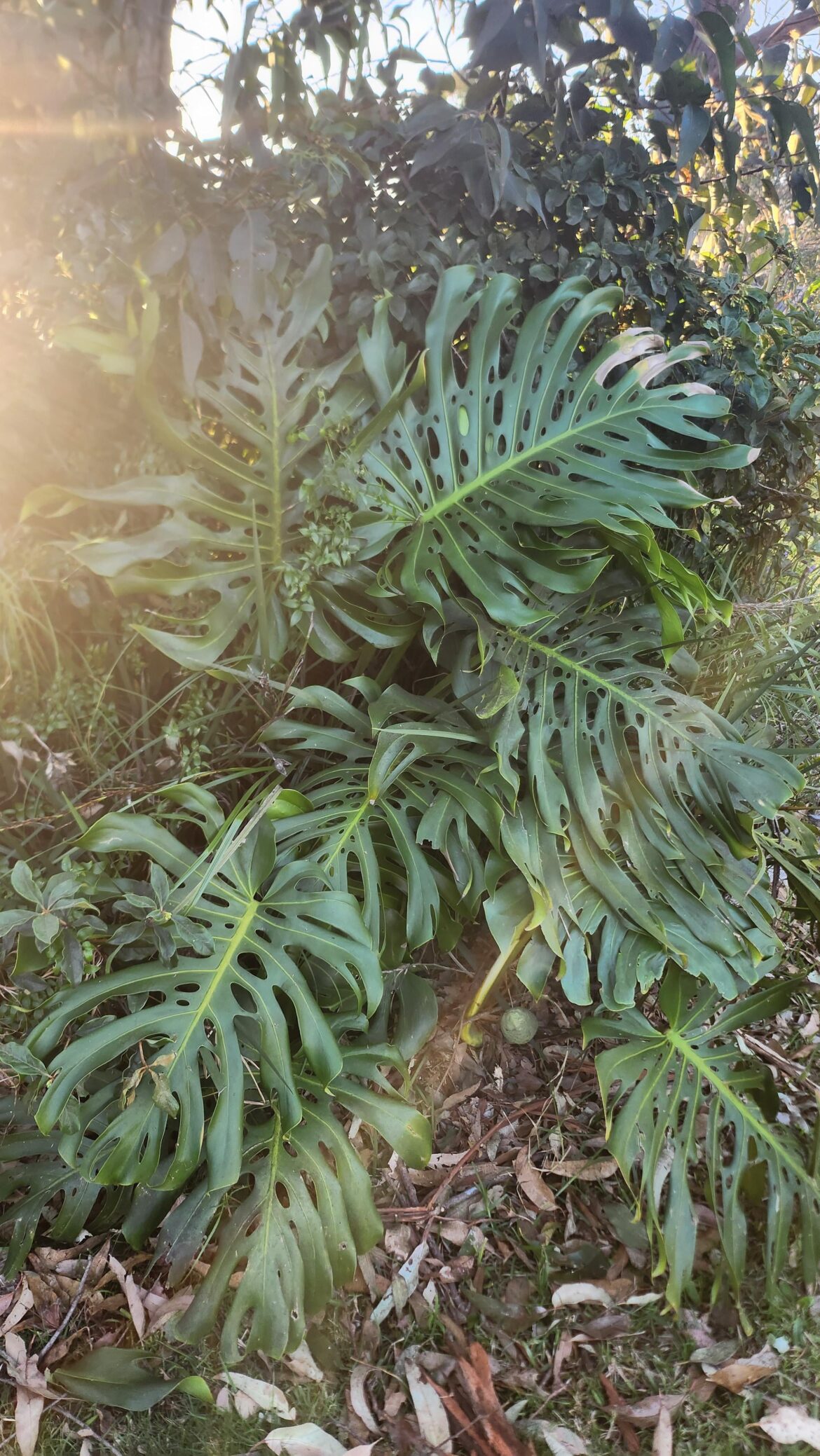 Is it possible to prop this and make an indoor plant?