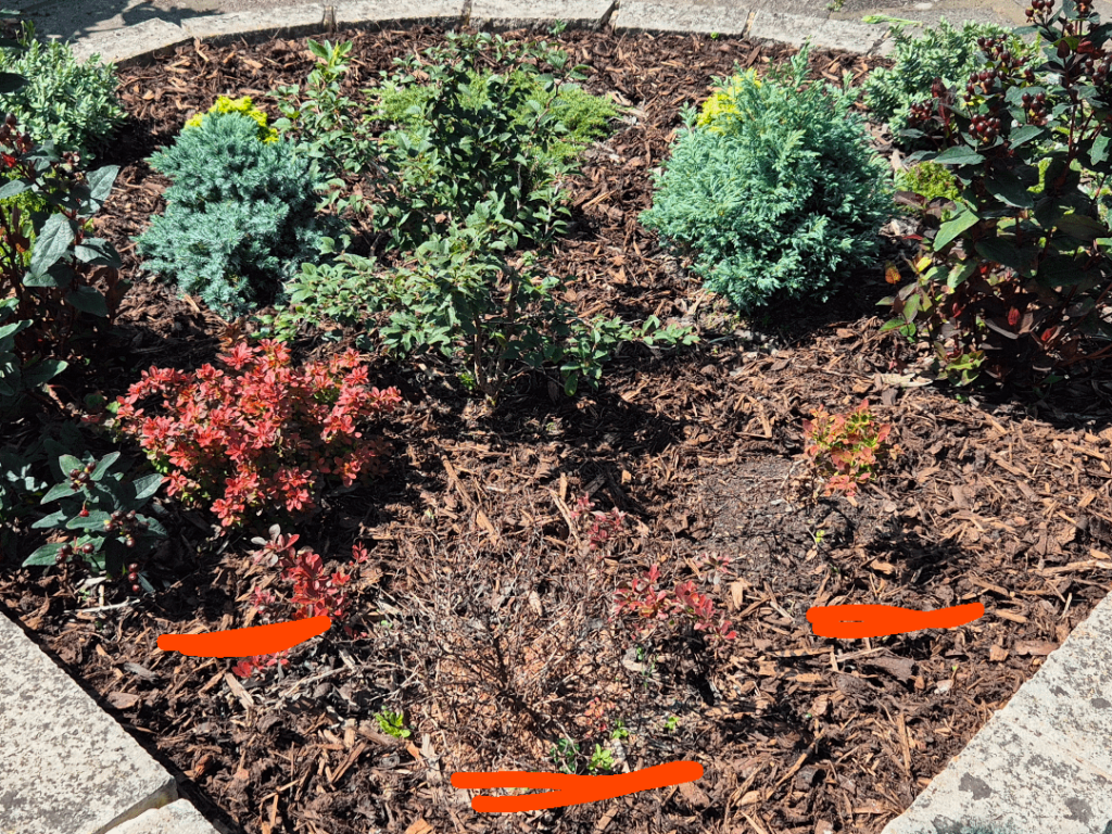 Berberis advice needed: I’m a bad plant daddy Berberis advice needed: I'm a bad plant daddy