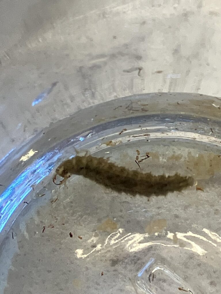 Anyone know what this creature is?