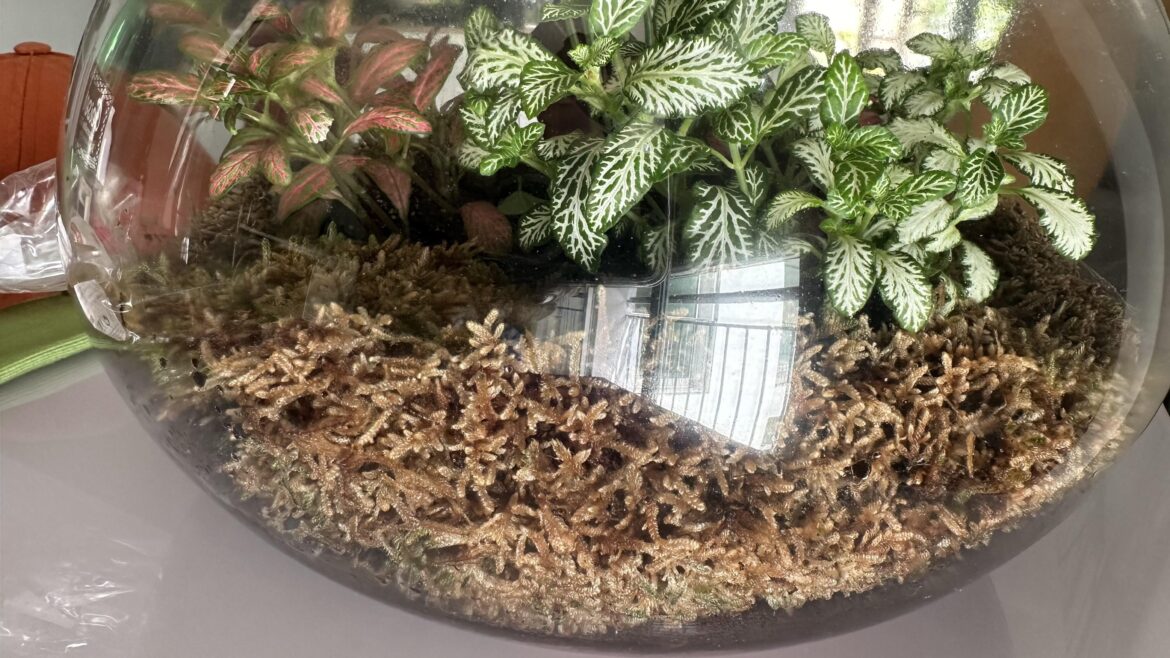 Can this moss get green again?