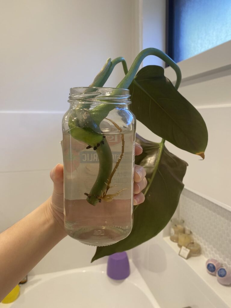 Potting advice?