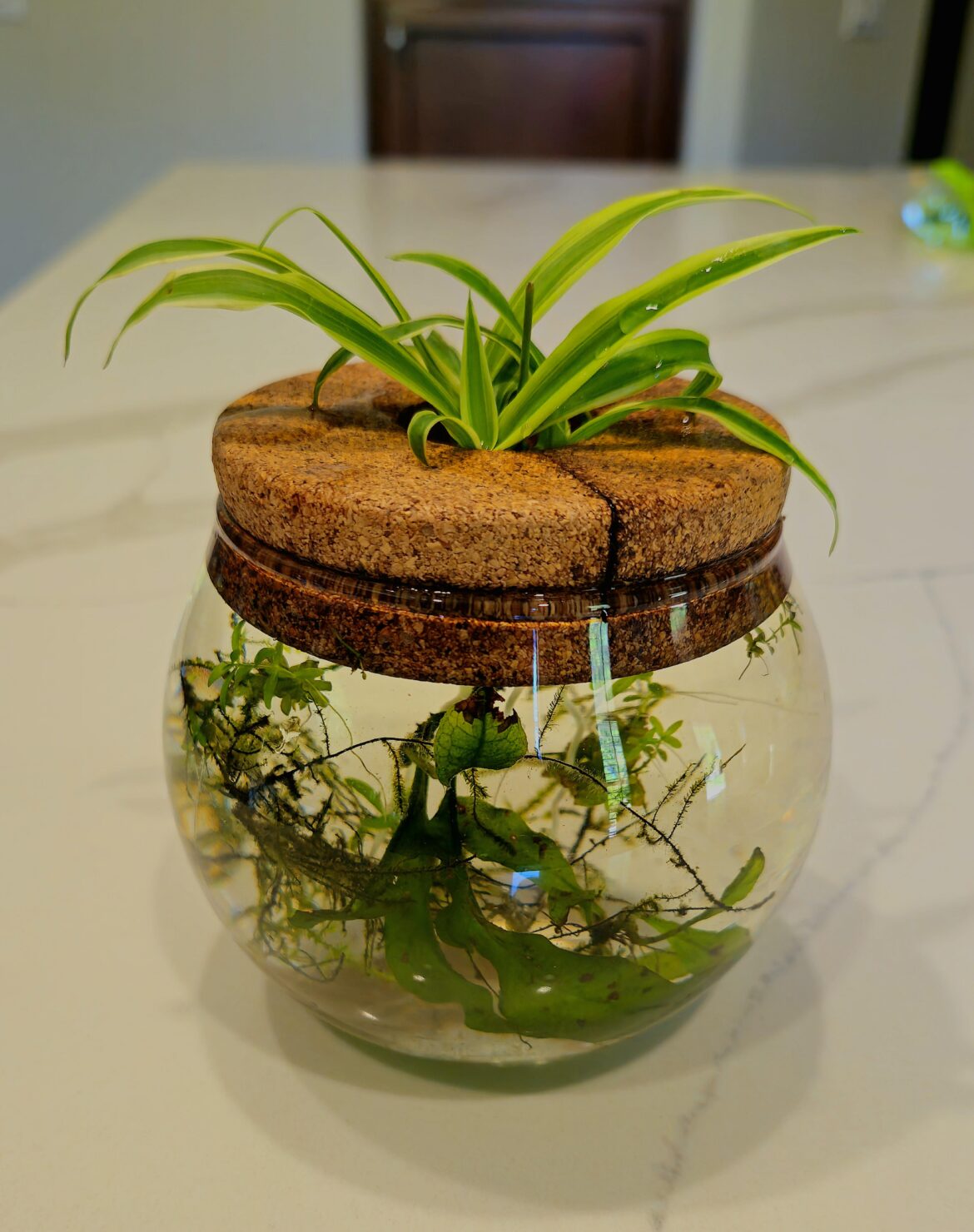 Lil pet spider plant