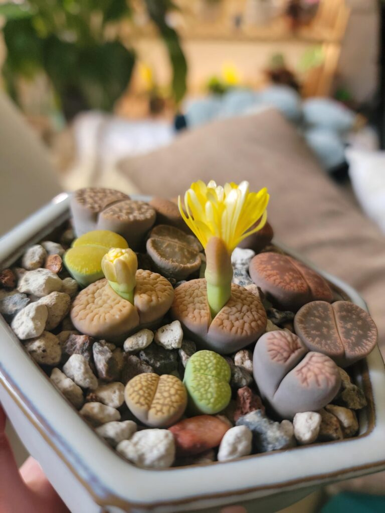 Why is this flower flat?