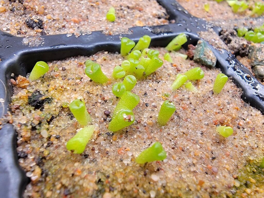 Otzeniana seedlings doing great!
