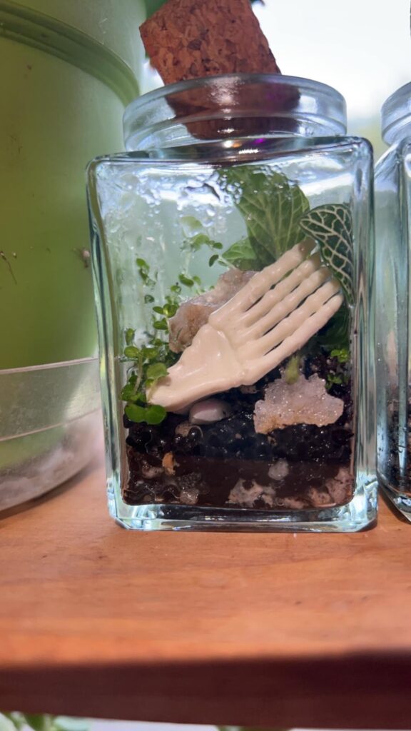New terrariums 🙃