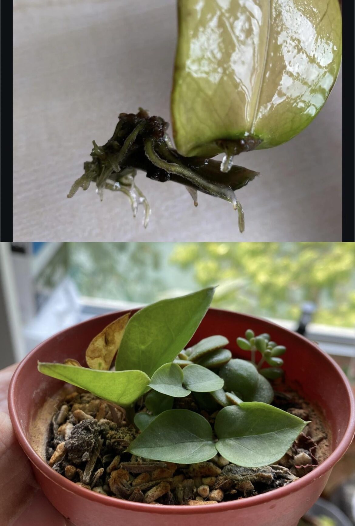 Zz stem progress after 350 days (with some friends)