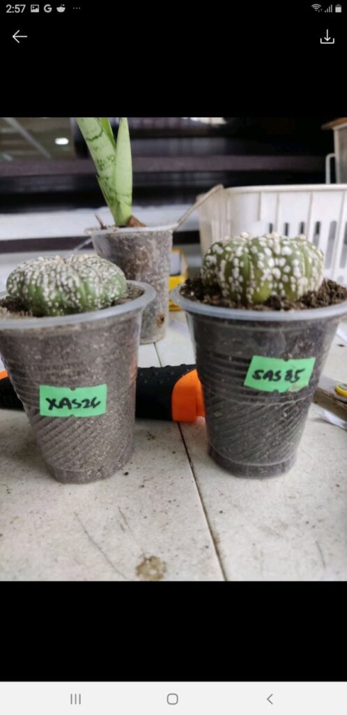 Online plant shopping