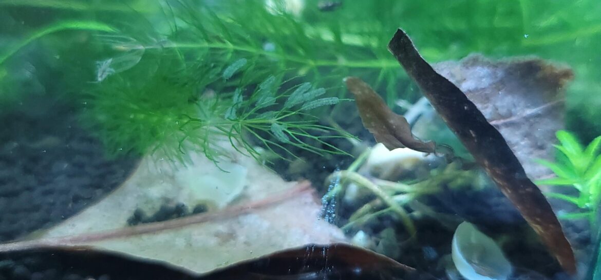 What eggs are these?