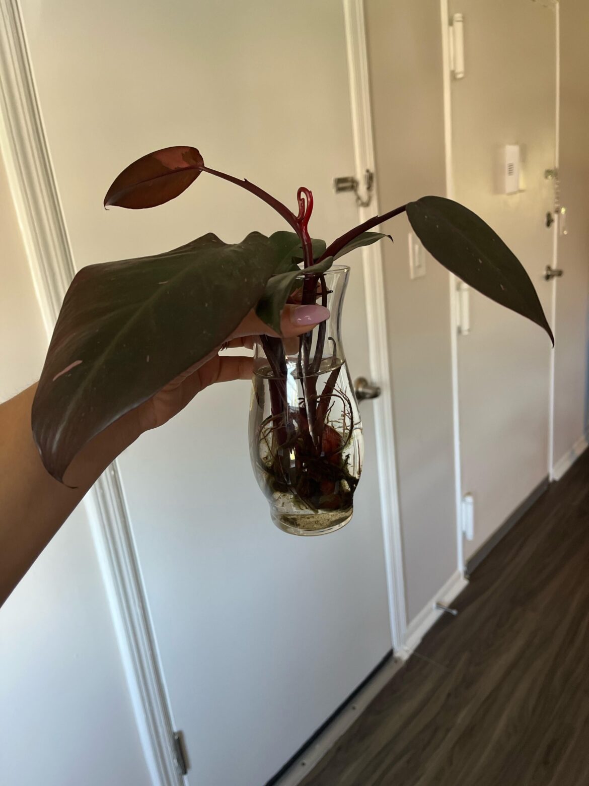 is it ready to be repotted?