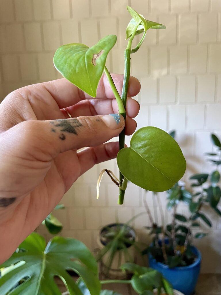 Another prop that needs ID