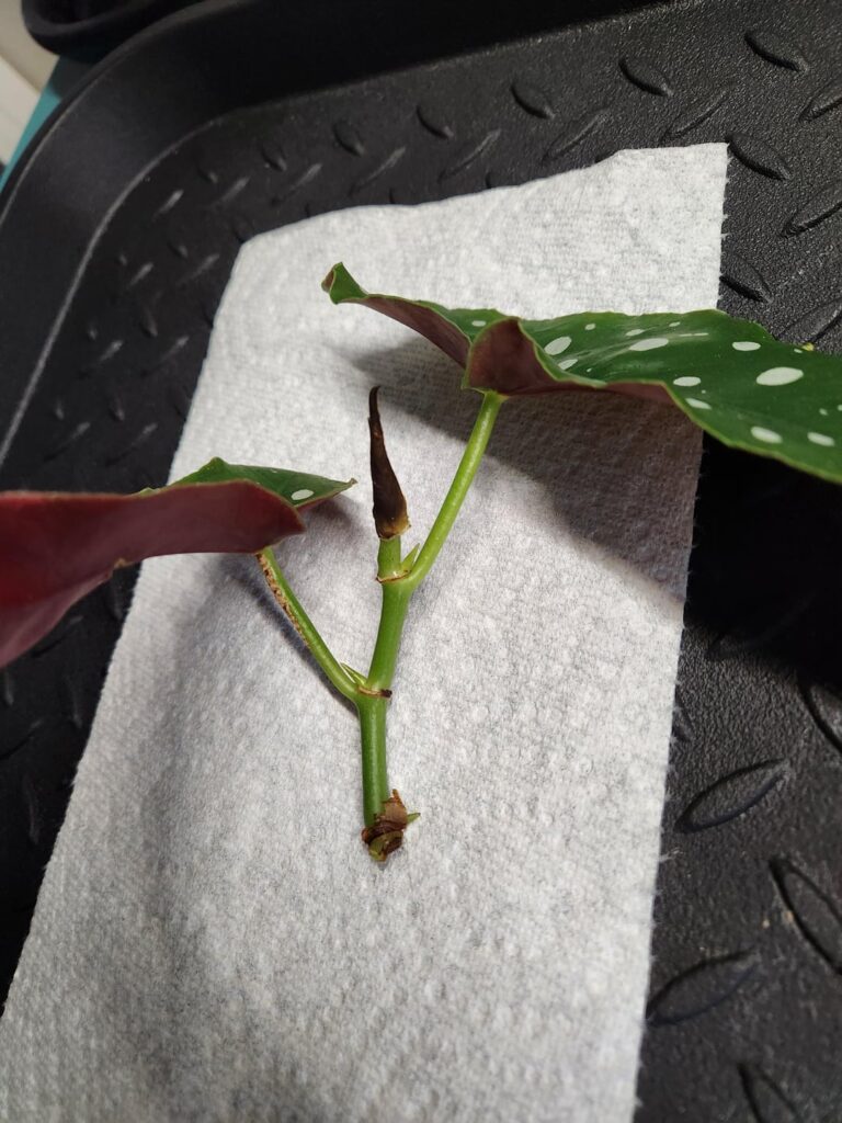 I broke my begonia maculata!