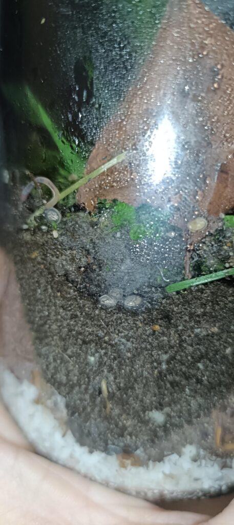 My first jarrarium, are those snails? They seem to be with so many My first jarrarium, are those snails? They seem to be with so many